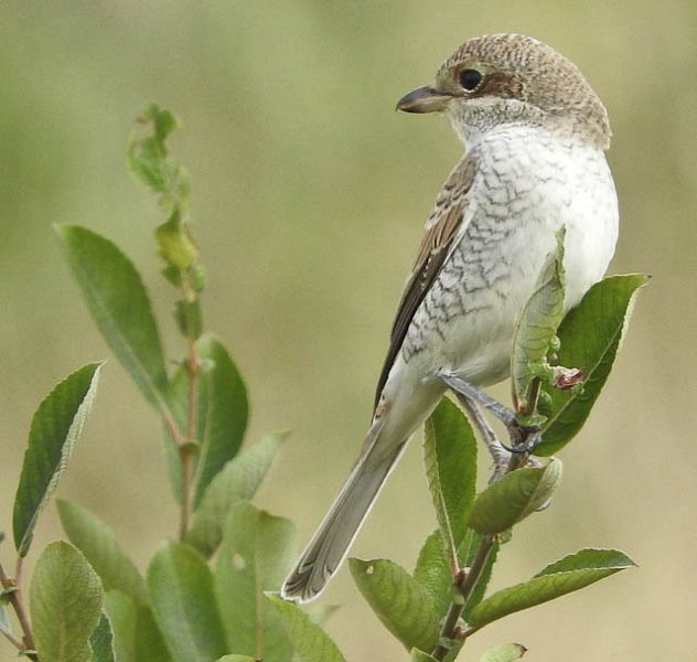 September 2015: Rye Harbour Nature Reserve Sightings